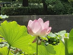-陈家山荷花公园