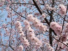 -桃花堤公园