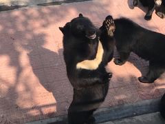 -西霞口神雕山野生动物世界