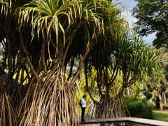 -中国科学院西双版纳热带植物园