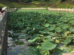 -中山市树木园