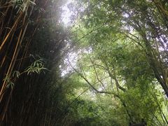 景点-成都大熊猫繁育研究基地