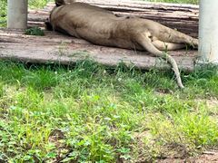 -石家庄市动物园