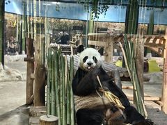 -栾川竹海野生动物园