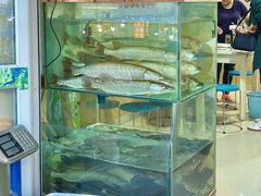 -煲来饱去冷水鱼