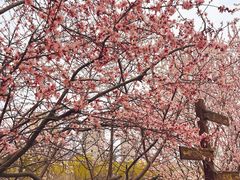 -桃花堤公园