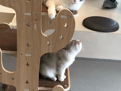 -飞行喵MR PILOT|猫舍·猫咖(静安大融城店)