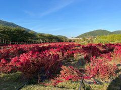 -亚龙湾国际玫瑰谷