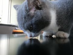 -东方名猫馆·英短金渐层布偶猫舍(环线广场1号楼店)