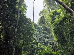 -西双版纳原始森林公园