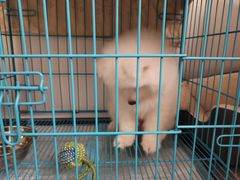 -翊宠yipet猫狗购宠庄园犬舍•猫舍