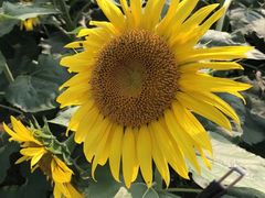 -汉长安城未央宫国家考古遗址公园