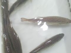 竹节虾-彭盛菜市场