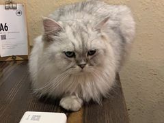 -猫友咖啡店(玉林西路店)