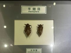 -上海昆虫博物馆
