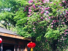 -鹅湖玫瑰文化园