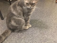 -猫色咖啡·猫咖