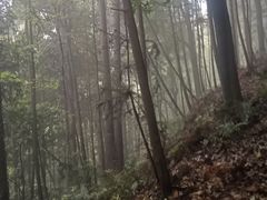 -南山植物园