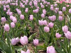 -石家庄市植物园