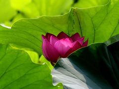 -莲花池公园