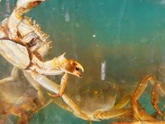 -小陆莲花蟹园农家乐(莲花岛店)