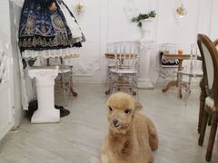 -共舞时光猫咖·狗咖(新街口店)