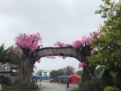 -天适樱花悠乐园