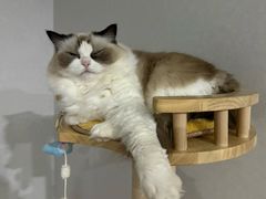 -小呆的宠物店·宠物售卖·宠物寄养(城西店)