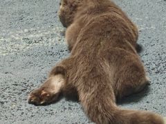 -瑞派·关忠动物医院·猫专科·犬专科(三环新城店)