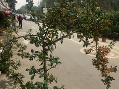 -三圣花乡旅游区