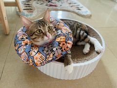 -凯特喵百思猫专科医院