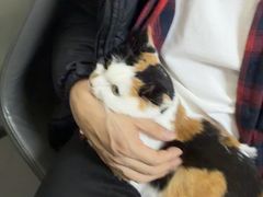 -瑞派宠物医院·24h·骨外科·皮肤科·全科宠物医疗转诊中心(沈阳浑南院)