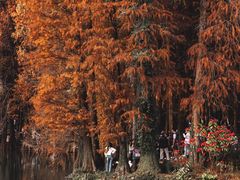 -中国科学院华南植物园