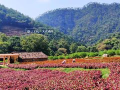 -广州市石门国家森林公园