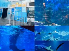 -烟台海昌鲸鲨海洋公园