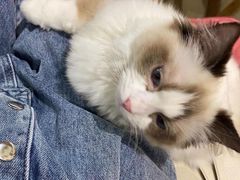 -藏猫猫咖啡主题馆(中央大道店)