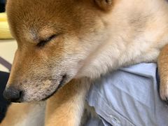 -逗柴咖啡屋·狗咖猫咖宠物桌游