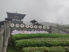 -大唐贡茶院