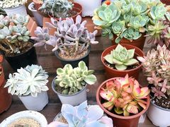 -秦美花卉(天朗·莱茵小城2期店)