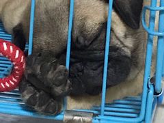 -翊宠yipet猫狗购宠庄园犬舍•猫舍