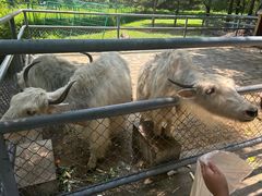 -长白岛森林公园