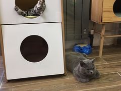 -猫大福·Fortune Cat猫舍(百子湾店)