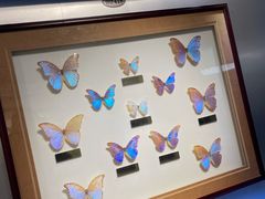 -上海昆虫博物馆