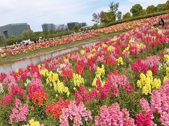 -春花秋色城市公园