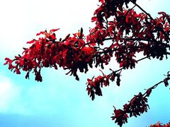 -东莞植物园