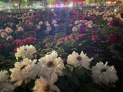 -曹州百花园