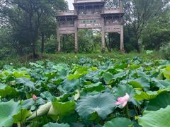 -西溪国家湿地公园