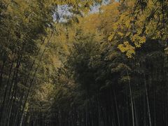 -杭州植物园