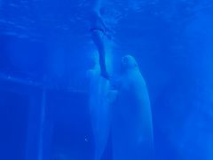 景点-上海海昌海洋公园