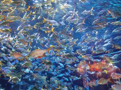 -成都浩海立方海洋公园